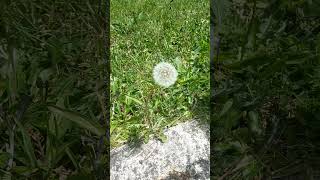 Merry Christmas_Meri Kirihimete_[Common Dandelion (Taraxacum Officinale)]