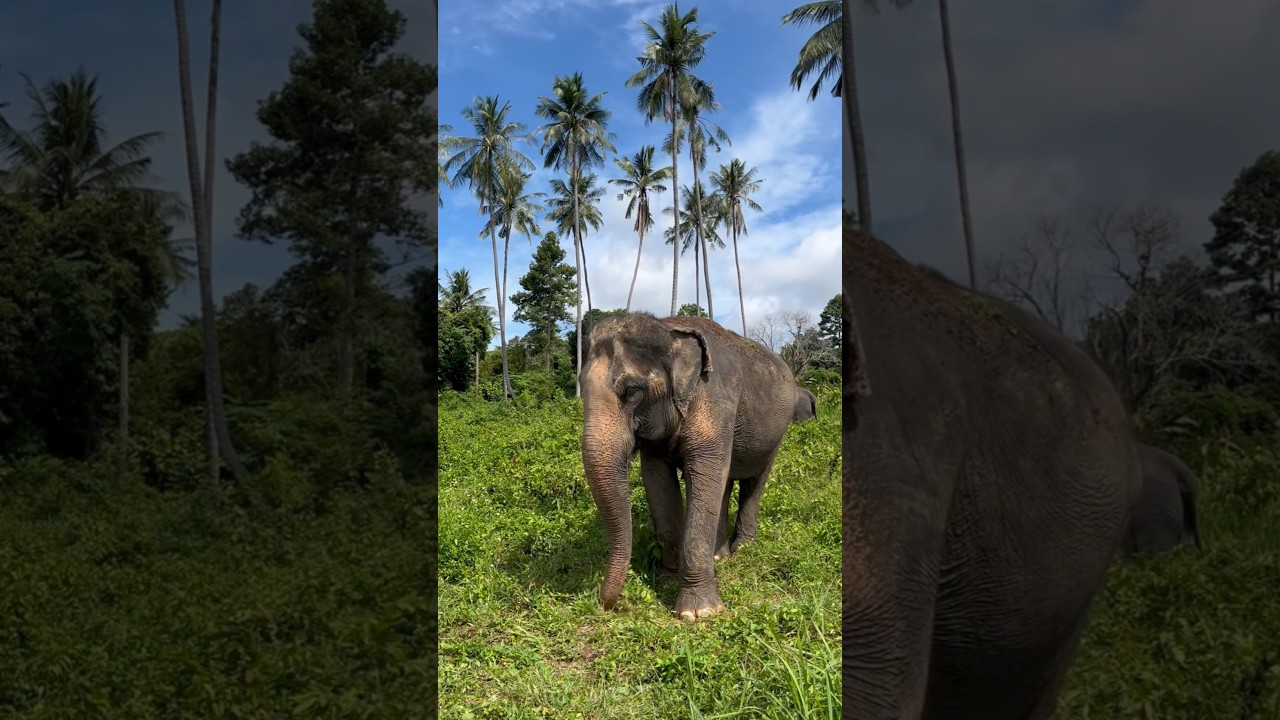 YouTube Short thumbnail