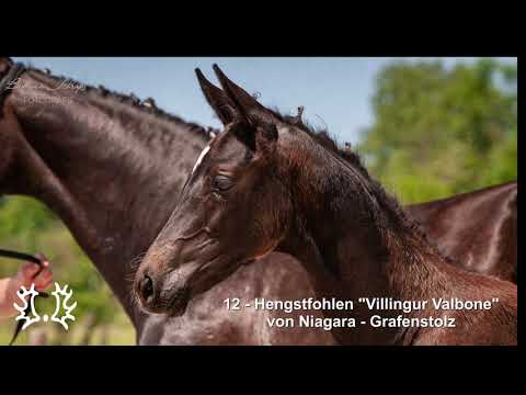 Nr. 12 Hengstfohlen "Villingur Valbone" von Niagara - Grafenstolz