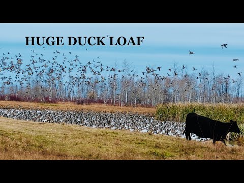 STACKED Duck Loaf Hunt in Western Manitoba, Canada (Day 1); Thousands of Ducks!