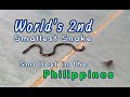 A Blind Snake Is The World S 2nd Smallest Snake Smallest In The Philippines