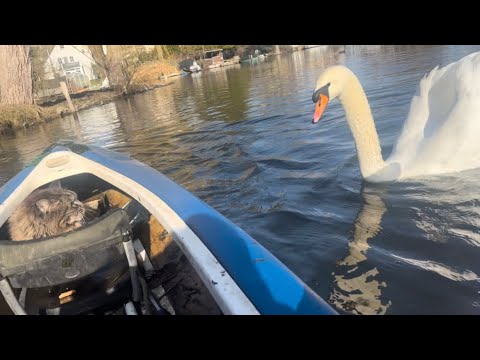 🚣‍♂️ Swan Alarm. Another Epic Kayak Adventure 🙀 🦢