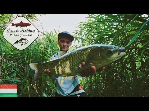 [HD] Czech Fishing: Grass Carp with Common Reed (Lov amurů pomoc