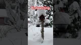 Download lagu ชอบหิมะกันมั๊ยคะ ช่วงนี้นักร้องเสียงแหบ ตั้งกล้องชมนกยาวๆไปก่อนจ้า🥰🕊️ #birdwatching #winter #viral mp3 Download lagu ชอบหิมะกันมั๊ยคะ ช่วงนี้นักร้องเสียงแหบ ตั้งกล้องชมนกยาวๆไปก่อนจ้า🥰🕊️ #birdwatching #winter #viral mp3