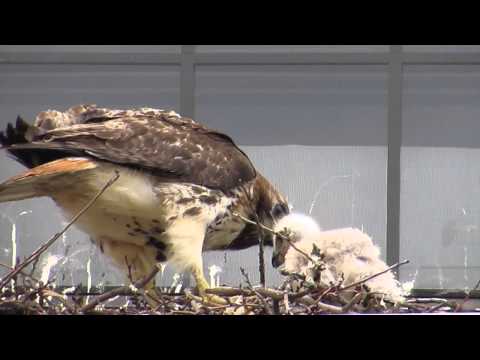 Red-tailed hawk feeds its 2.5 week old baby