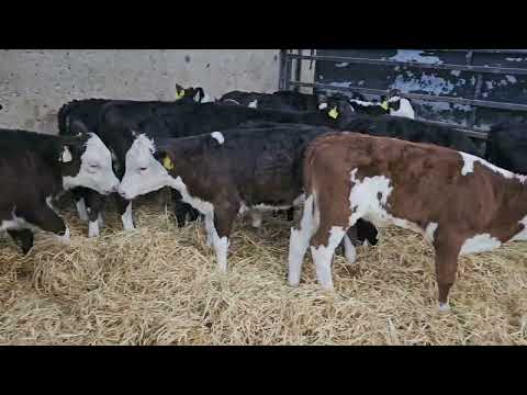 26 Reared Hereford heifers for sale - Image 2