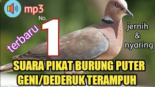 Download lagu suara pikat burung dederuk/puter geni hutan #suarapikat mp3