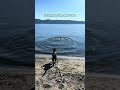 How To Get Your Dog To Like Water