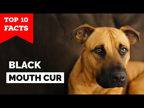 Black Mouth Cur - Top 10 Facts