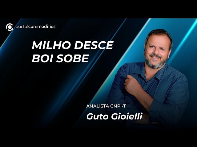 Hoje milho caiu e boi subiu