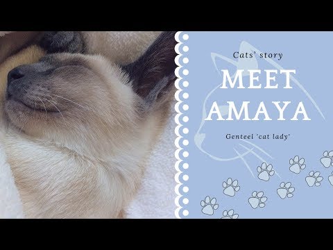 🌀Meet Amaya | She is a genteel 'cat lady' | Thai cats | Traditional Siamese cats