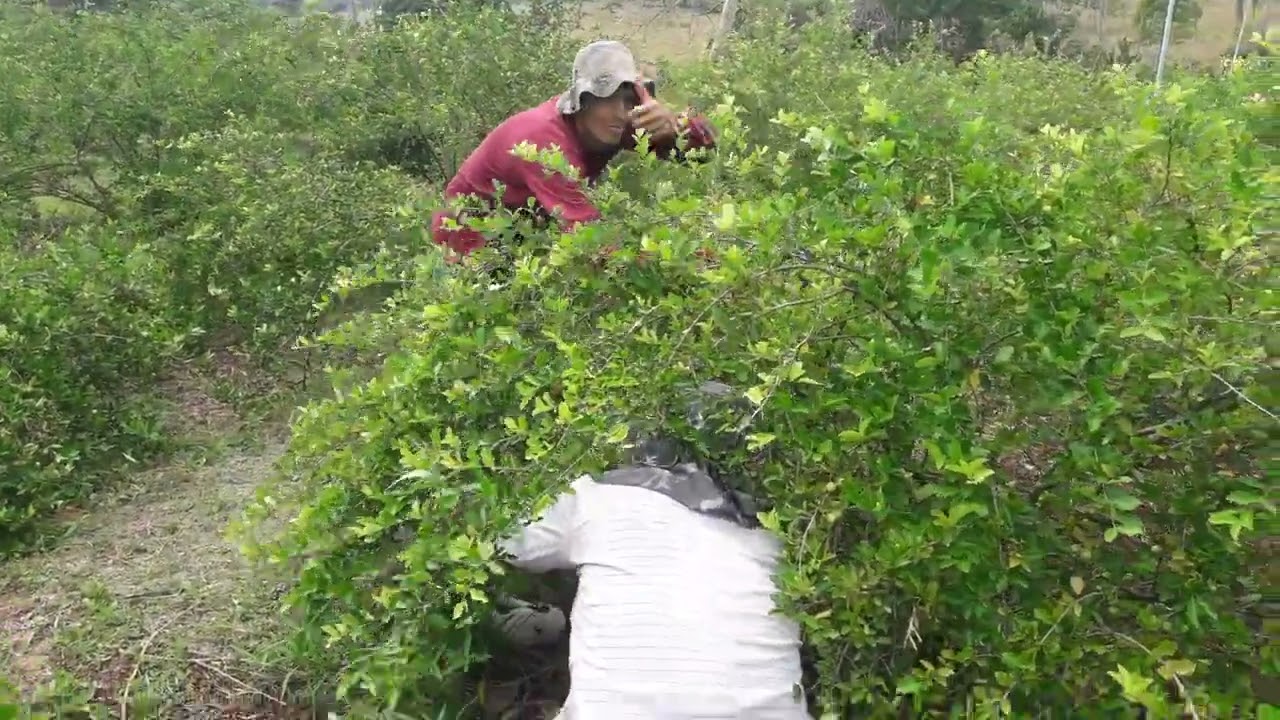 acerola da renda? renda familiar com acerola / 500 a 1200 $$ por semana com apenas 150 plantas.