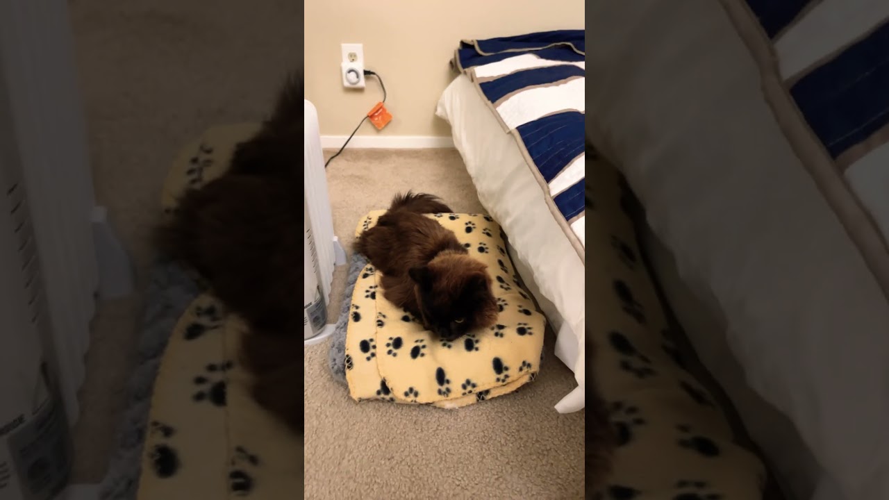 ポカポカしてるしおちゃん