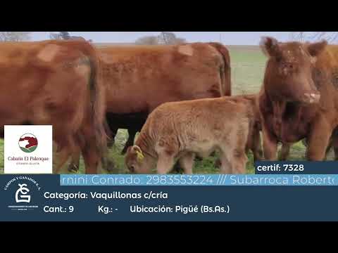 Lote VQ PC - CON CRIA