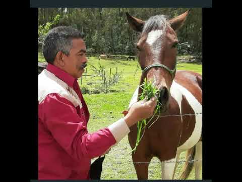 UN GUAYABO E´ DOBLE FILO-Luis Gonzalez