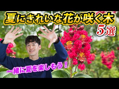 太陽ではなく中日陰のテラスに植えるベゴニアは花を彩ります