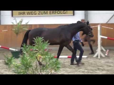 Legolas-Acorado stallion * 2013