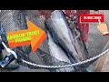 Video Thumbnail for Catching Rainbow trout: in our local pond