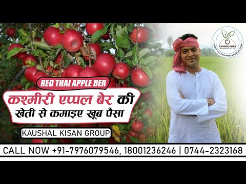 Thai Red Apple Ber Plant