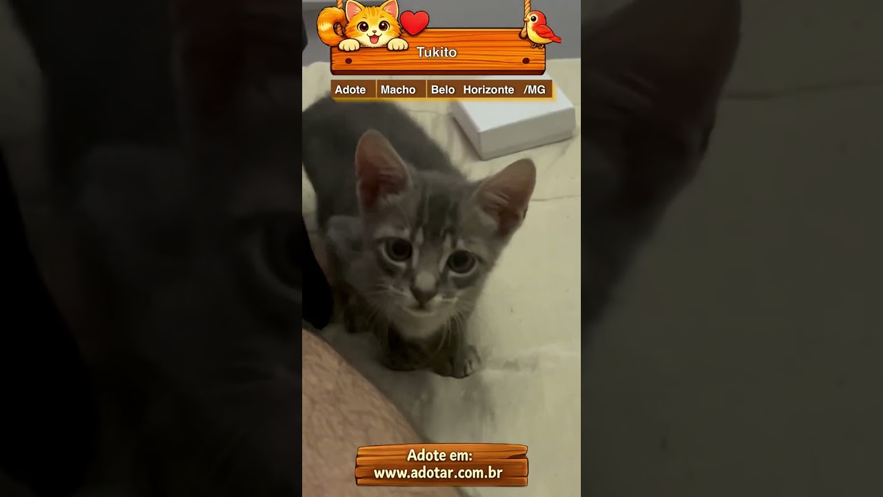 Gato raça SRD-ViraLata idade Abaixo de 2 meses nome Tukito