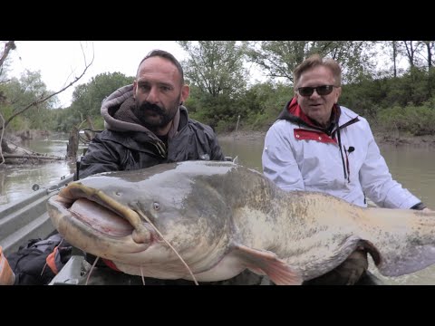 Huge Catfish VS small Spinning Rod by Catfish World