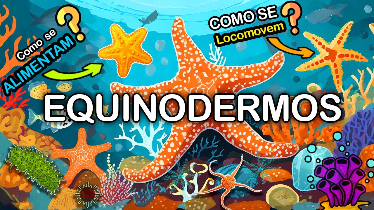 EQUINODERMOS: AS FASCINANTES CRIATURAS MARINHAS.