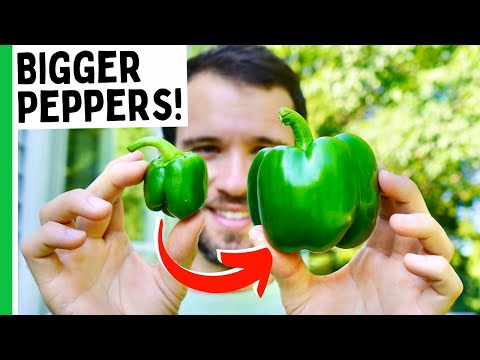 Grow Bigger Peppers (7 Tips)