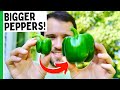 Grow Bigger Peppers (7 Tips)