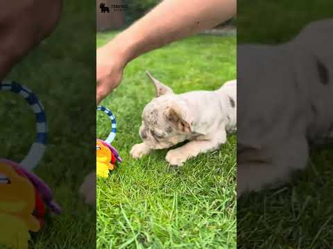 Video 3