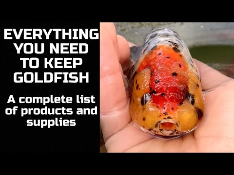 EVERYTHING YOU NEED TO KEEP GOLDFISH - List of products and supplies needed to keep goldfish!