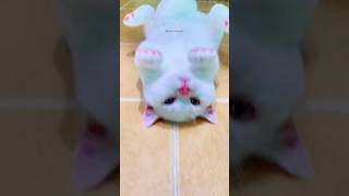 significado das almofadinhas dos gatos 🐾🐈