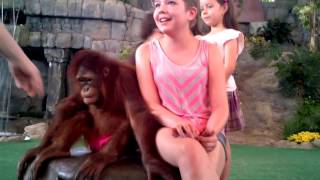 Meeting With Orang Utan