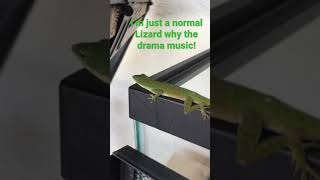 My Green Lizard that I got in Pet Smart!