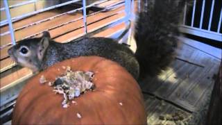 Sullivan Squirrel, Gets A Pumpkin   Nature's Nursery