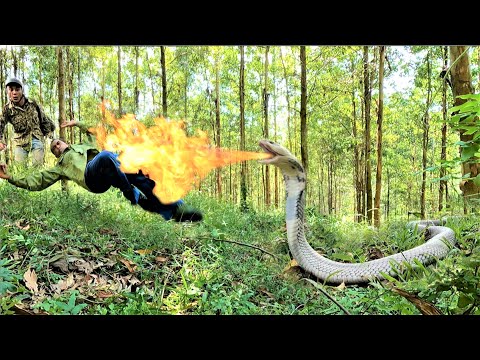 Terrified to discover strange cobras spewing fire to attack people in the forest.  king cobra