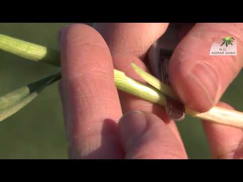 145. Feldexkursion: Start der neuen Saison, was ist jetzt wichtig?  - NU Agrar, 27.03.2020