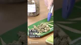 🍀🌱 Indoor vs. Outdoor growing.  What are the results? 🤔 | #shorts