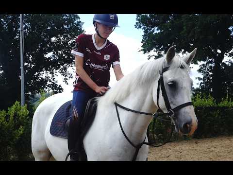 π Quality Connemara Gelding π - Image 2