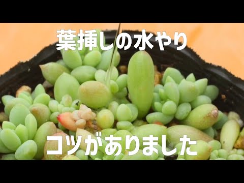 挿し木の成長を促進するアイデアはありますか？柳の水で水をやれますか？  庭園