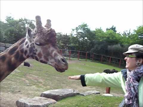 pourquoi la langue de la girafe est bleue