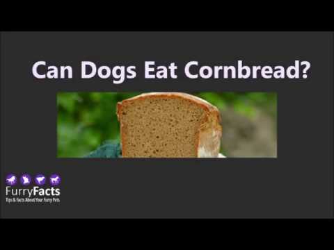 Can Dogs Eat Cornbread