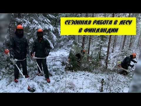 Сезонная работа в лесу в Финляндии. Сколько можно заработать и какая оплата?