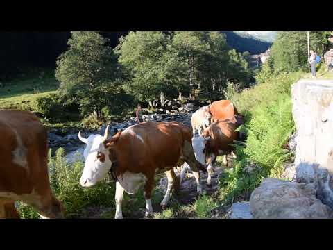 RASSA -TRANSUMANZA 2022