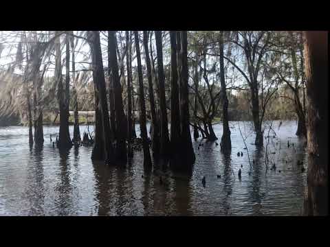 Guided boat tour of Caddo Lake (with a local outfitter a short drive from the State Park)