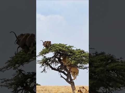 One Lioness Climbs the Tree as Other Lionesses Wait Underneath | Baboons in Danger | #africawildlife