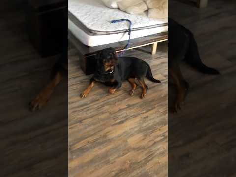 Rottweiler Funny Moments