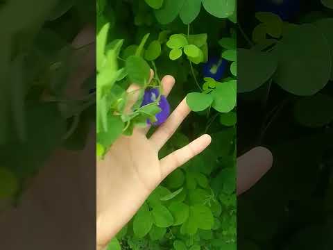 blue flowers 🌸 #music #nature #nature #garden #trendingshorts #viralvideo #prettylittlebaby