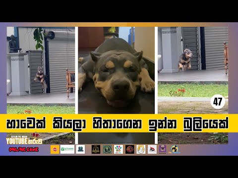 හාවෙක් කියලා හිතාගෙන ඉන්න බුලියෙක් Cute Amarican bully 47 Ceylon Pet Media YouTube Star Competition