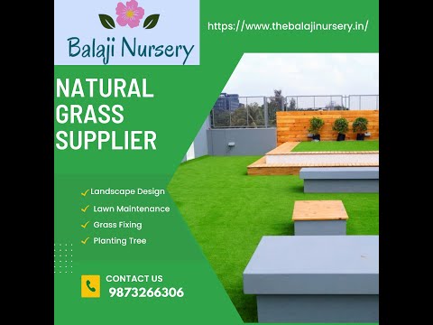 Bermuda Dwarf Grass In New Delhi