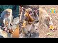 Poor Baby Monkey Having Such A Wicked Mother Who Bullies Her Every Day